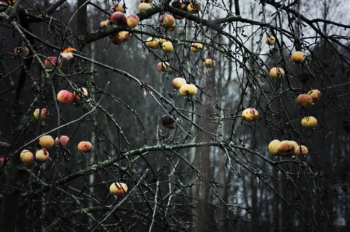 syksy, omenapuu